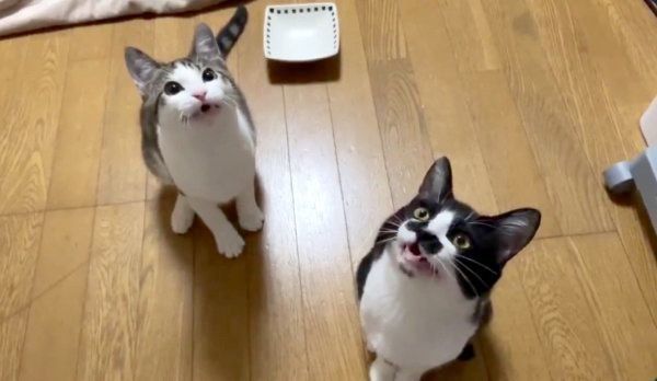 大合唱するレンちゃんとハリーちゃん