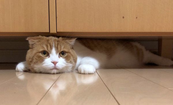 ギリギリにおさまるのが好きな猫