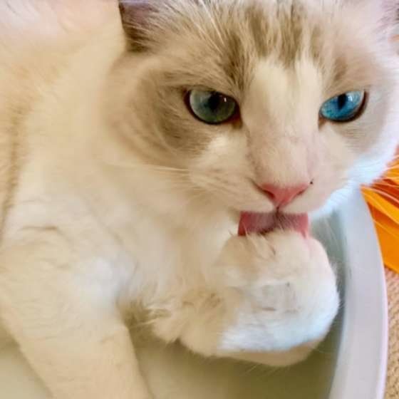 前足を舐めるラグドール