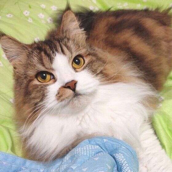 スコティッシュフォールド・ロングヘアの絆くん♪