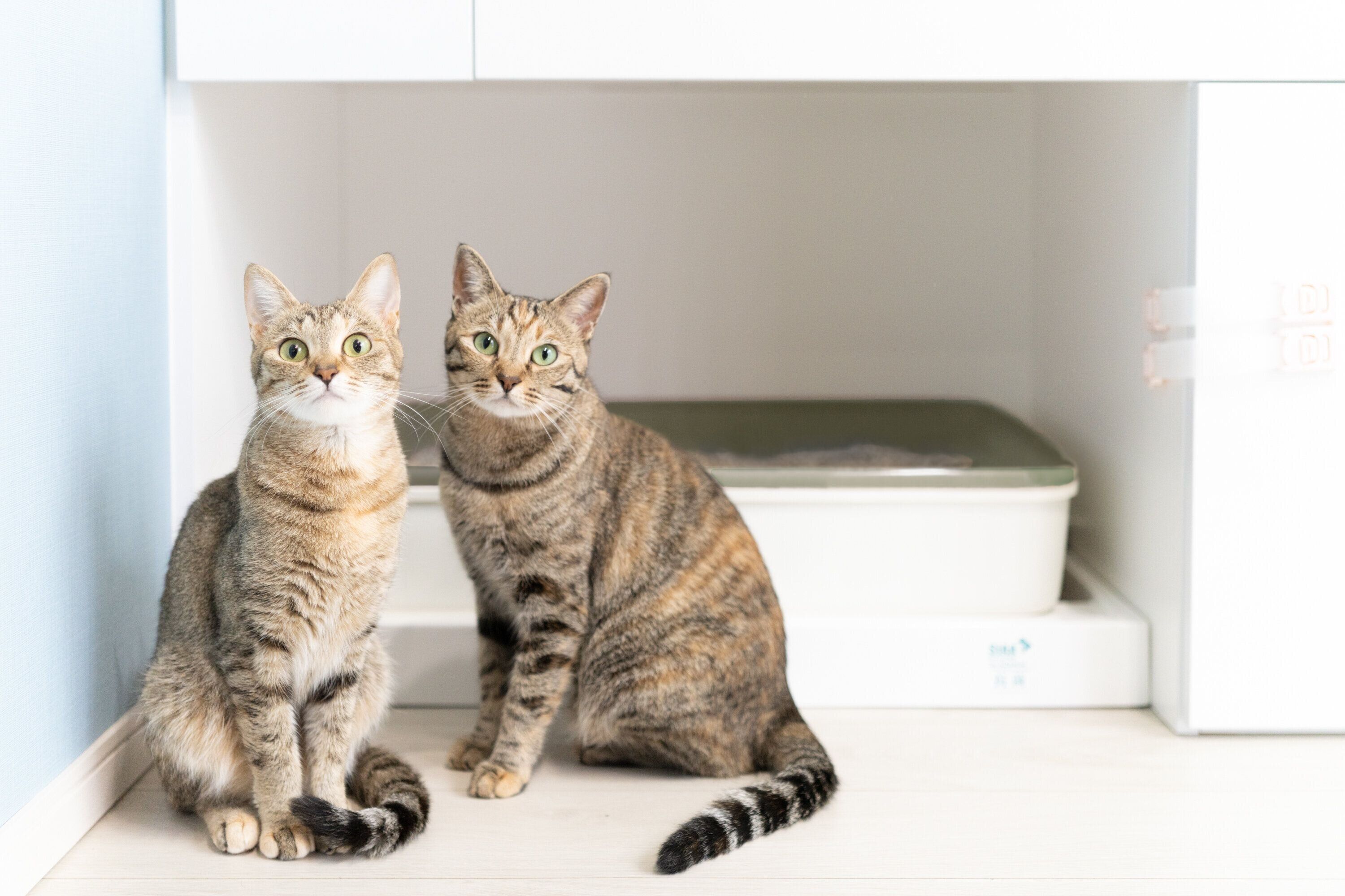 全自動猫用トイレ 猫トイレ elspet 自動トイレ 猫 宇宙カプセル