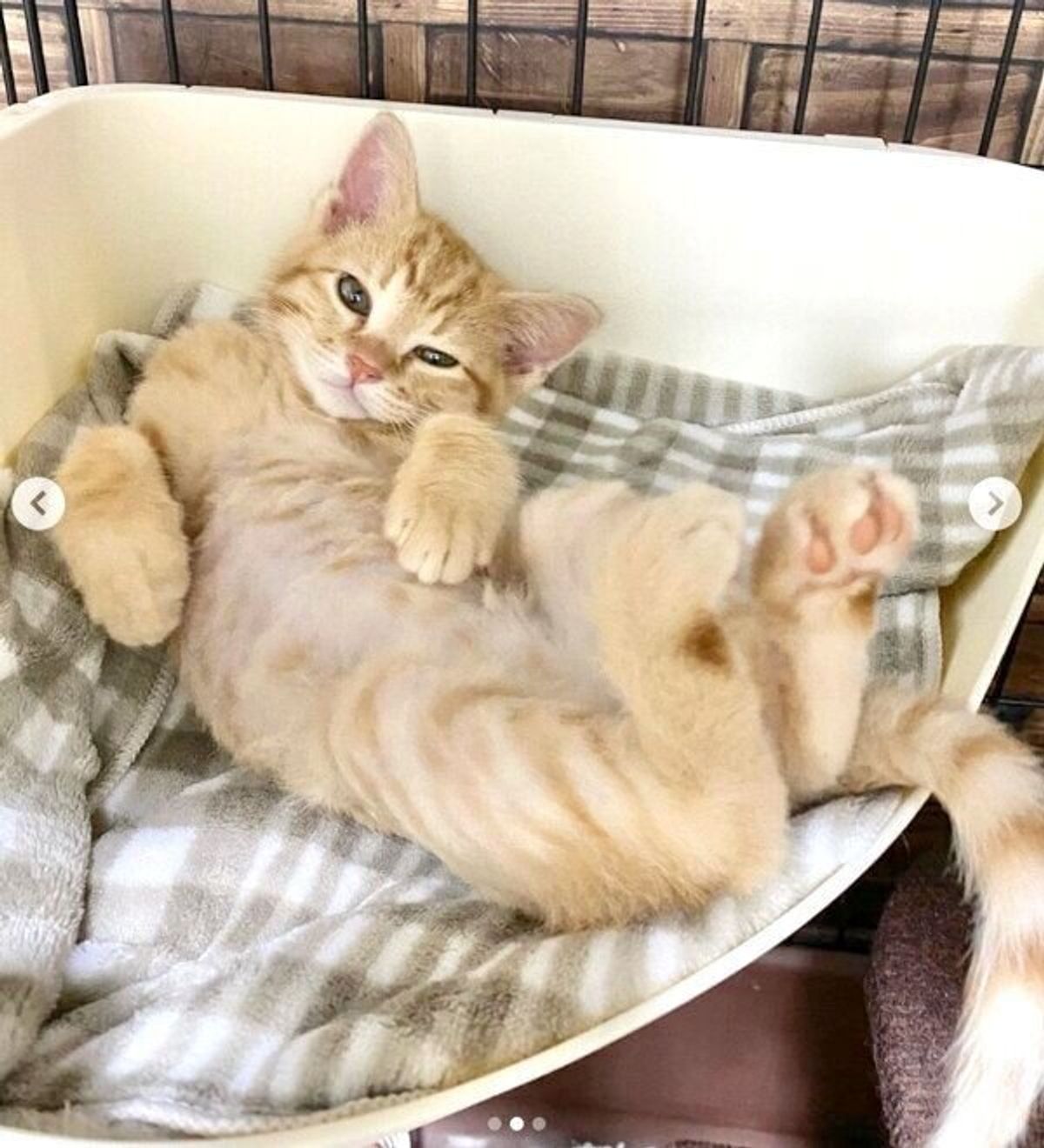 生まれて2カ月とは思えない 笑 くつろぐ子猫の 貫禄のスゴさ に爆笑 ねこのきもちweb Magazine 生まれて2カ月とは思えない 笑 くつろぐ子猫の 貫禄のスゴさ に爆笑 ねこのきもちweb Magazine
