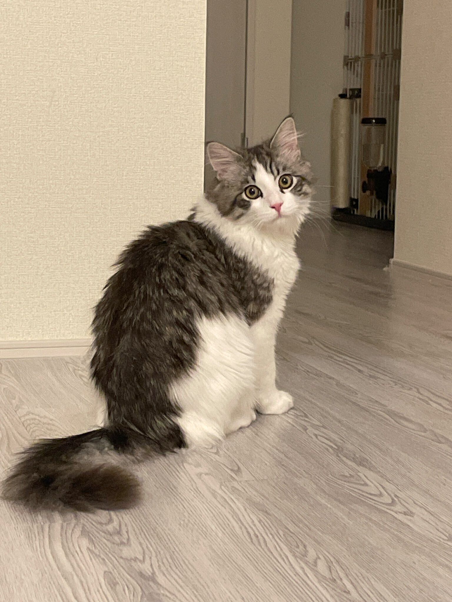 生後6カ月のサイベリアン