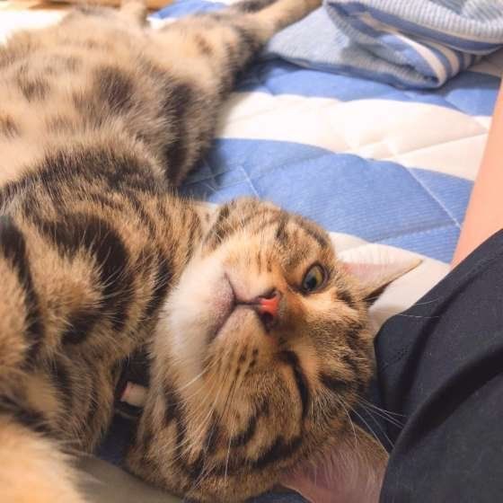 ウインクするアメリカンショートヘア