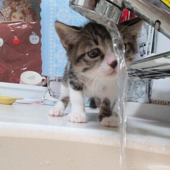 水が気になる猫