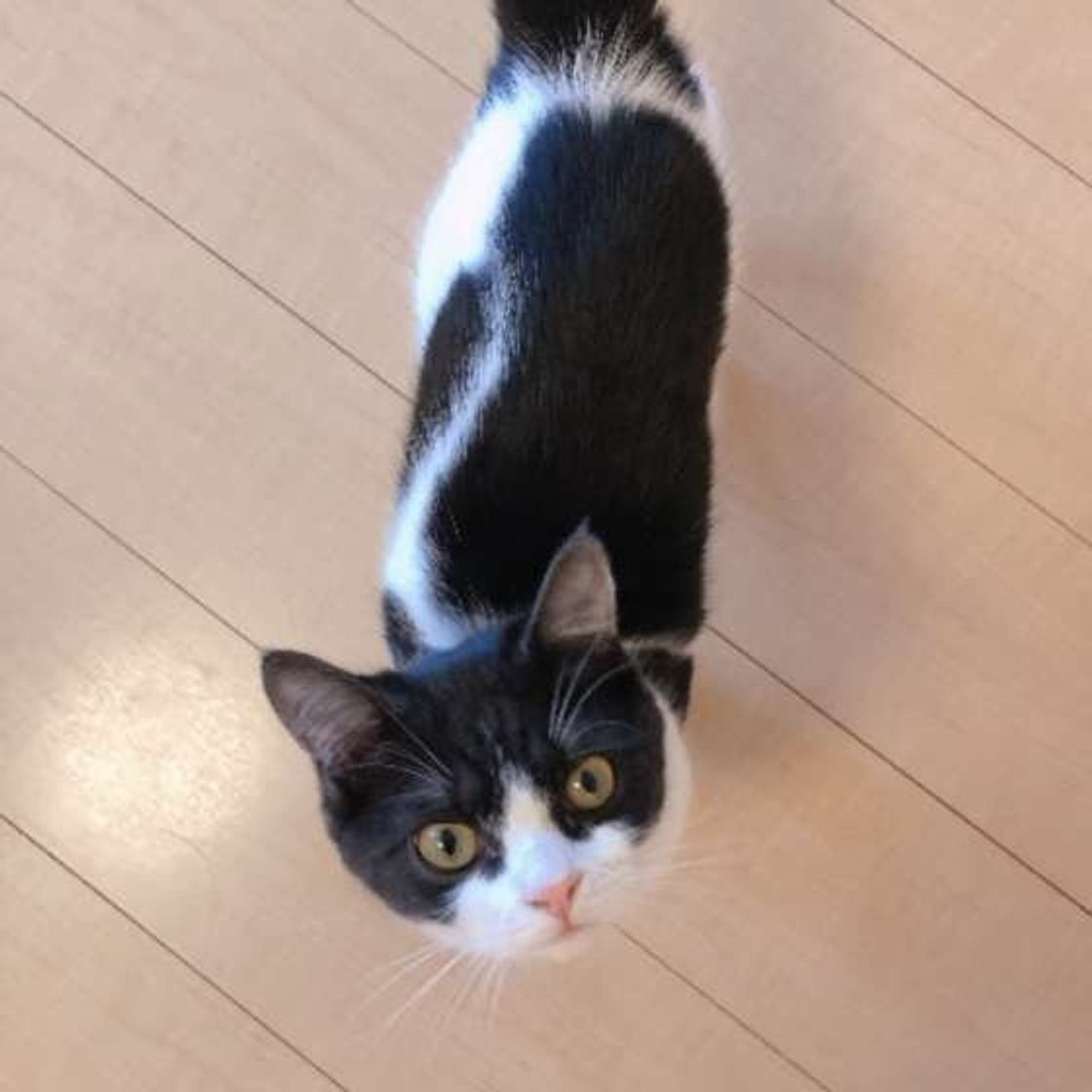 猫の 吐く を減らそう 猫のために飼い主さんができること ねこのきもちweb Magazine 猫の 吐く を減らそう 猫のために飼い主さんができること ねこのきもちweb Magazine