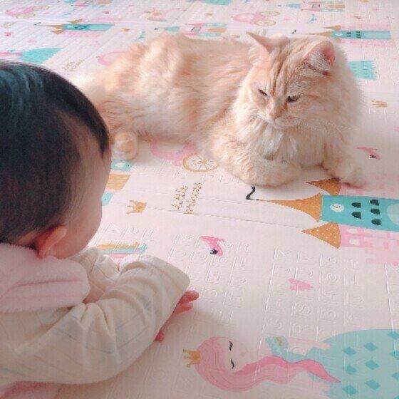赤ちゃんと見つめある猫（ラガマフィン、オス）