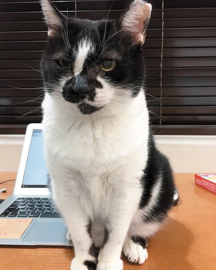 パソコンの前でどや顔をする猫