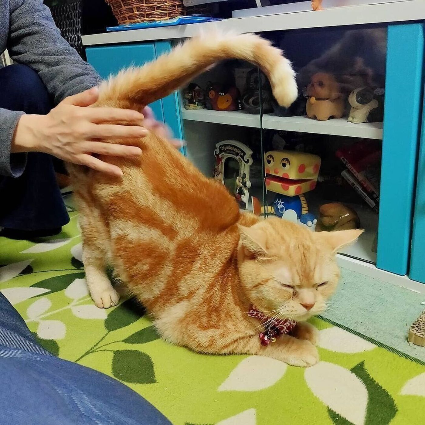 猫がお尻を高く上げる理由 トントンして の可愛いアピールだった ねこのきもちweb Magazine 猫がお尻を高く上げる理由 トントンして の可愛いアピールだった ねこのきもちweb Magazine