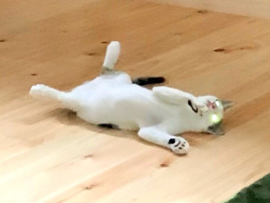 宙を仰ぐコネコ様。今にも何かが起こりそう……！