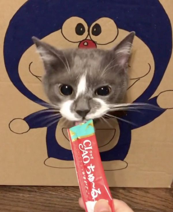 ちゅ〜るを食べる猫