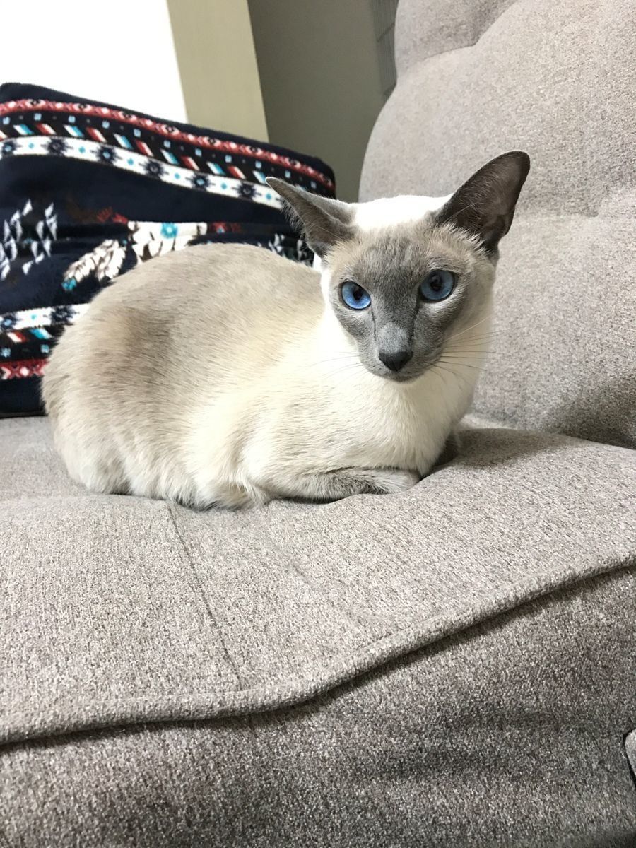 画像／「ねこのきもち」読者提供