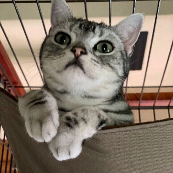 獣医師監修 猫にケージは必要 慣らし方やおすすめのケージも 21年最新 ねこのきもちweb Magazine