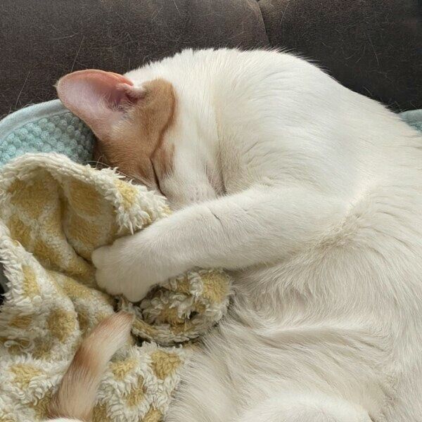 ブランケットを抱きしめて眠るはちくん