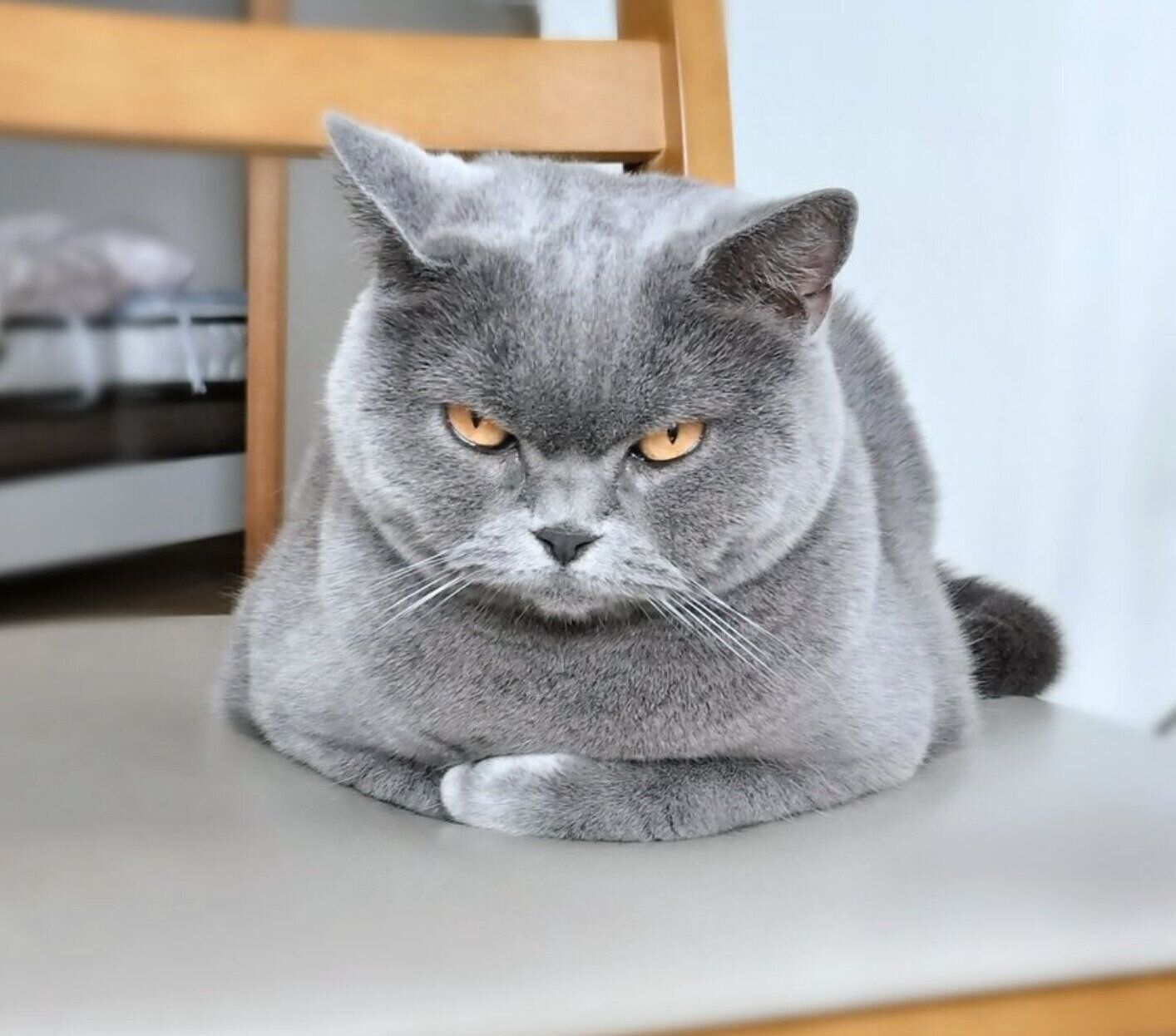 不機嫌になるハラミちゃん