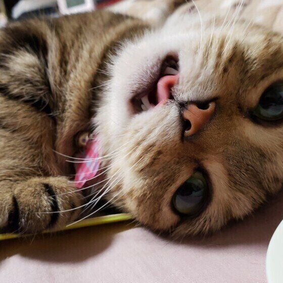 マンチカンのここちゃん