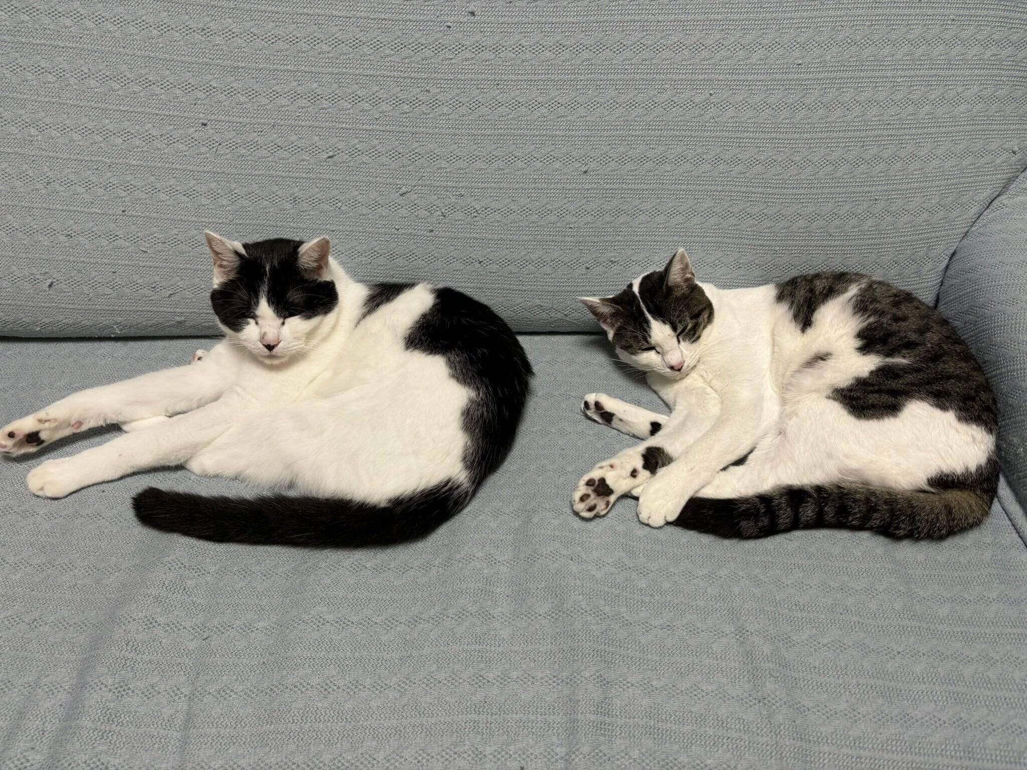 ソファでくつろぐむすびくん、しおちゃん