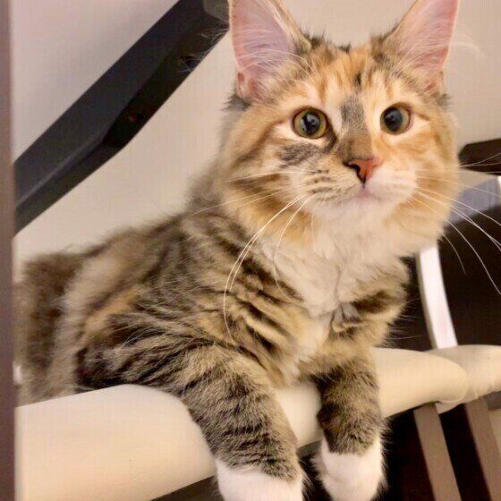 ノルウェージャン・フォレストキャット