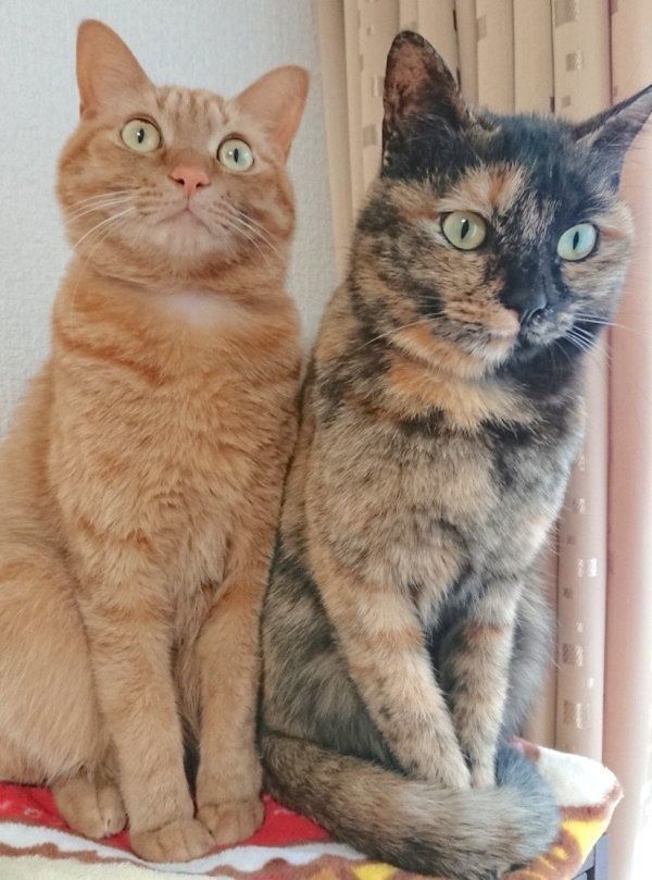 寄り添うちゃこちゃん、くろちゃん