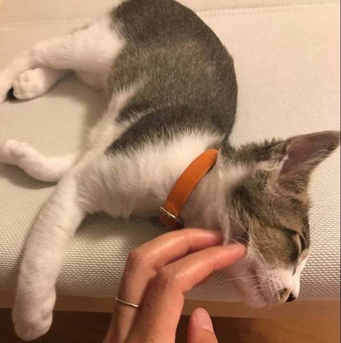 どうしたらいい 猫の機嫌を損ねない ナデナデ と 抱っこ のコツ ねこのきもちweb Magazine どうしたらいい 猫の機嫌を損ねない ナデナデ と 抱っこ のコツ ねこのきもちweb Magazine