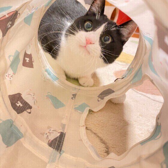 トンネルで遊ぶMIXのこんぶごはんくん