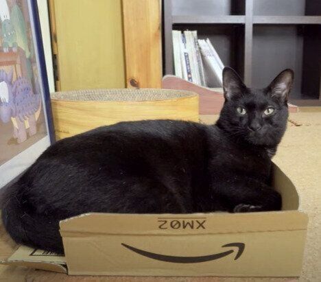 お気に入りの箱でくつろぐくろみつくん