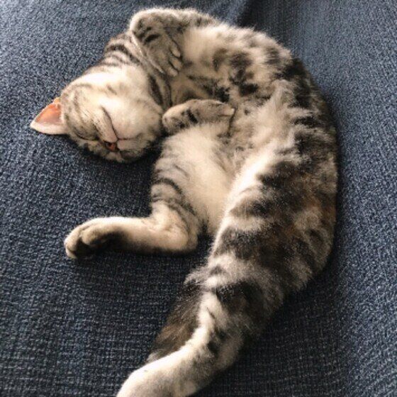 アメリカンショートヘアのめいちゃん