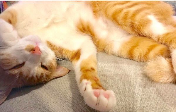 元保護猫のきなこちゃん