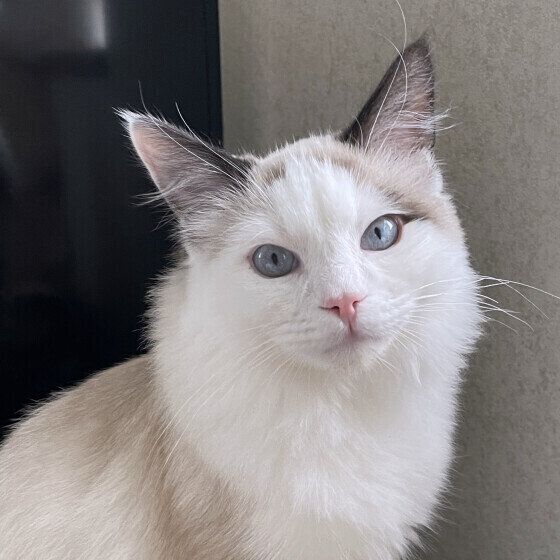 青い目が美しいラグドールのレオくん