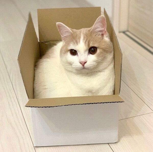 箱に入るマロくん