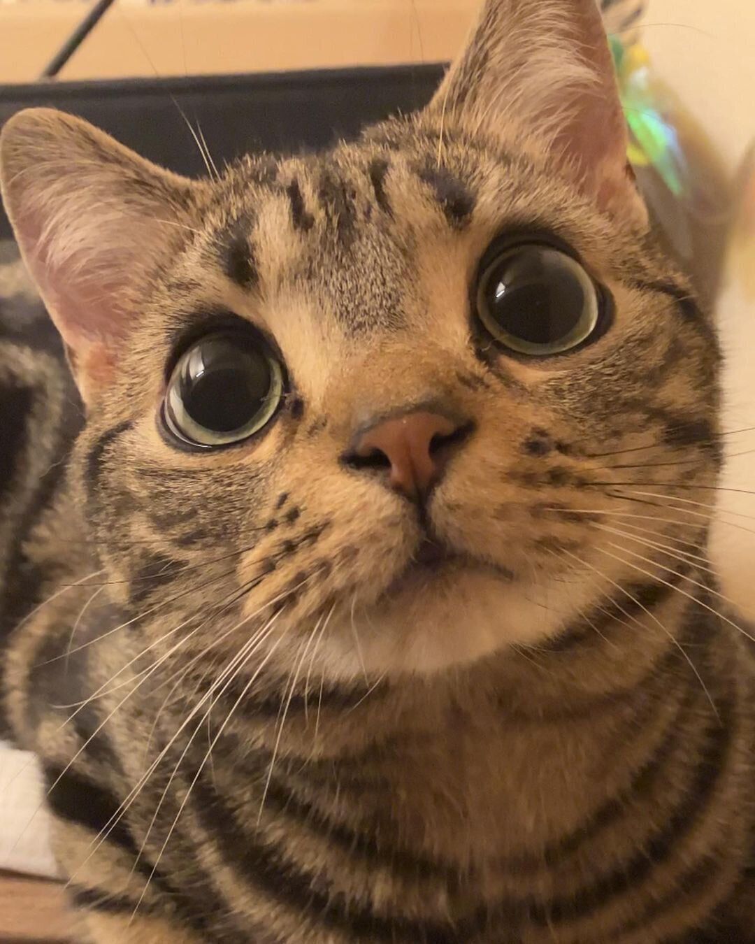 かわいいツナくん