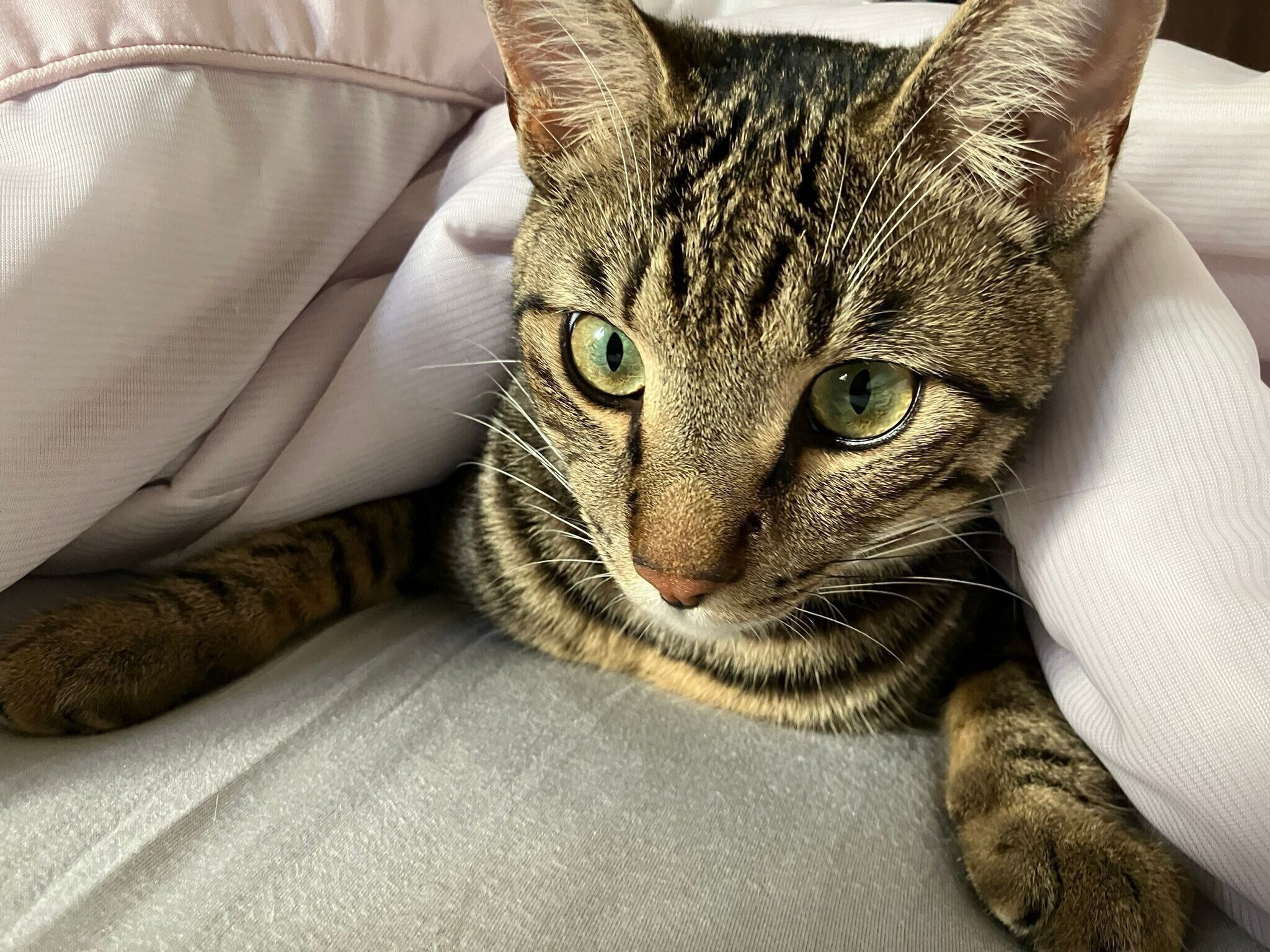 飼い主さんと一緒のお布団で寝ていたぴぃすけくん　かわいすぎる