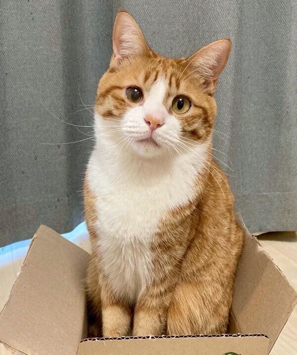 箱に入るいなりくん