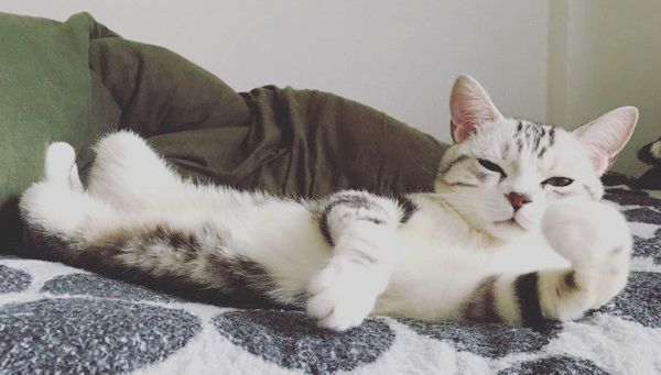 肘付きポーズをする猫