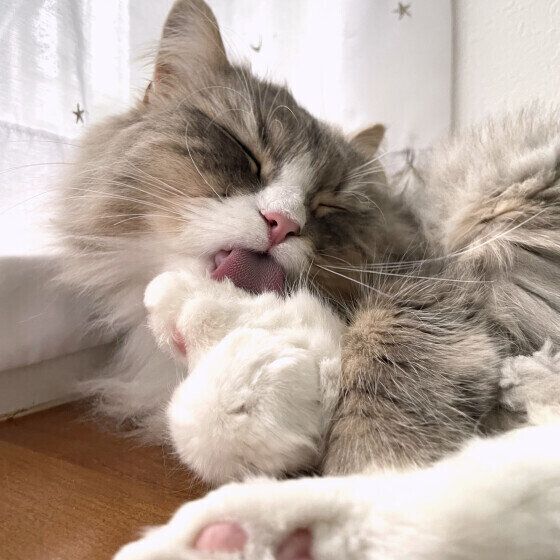 毛づくろいするサイベリアンのTinaちゃん