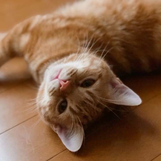 アメリカンショートヘア