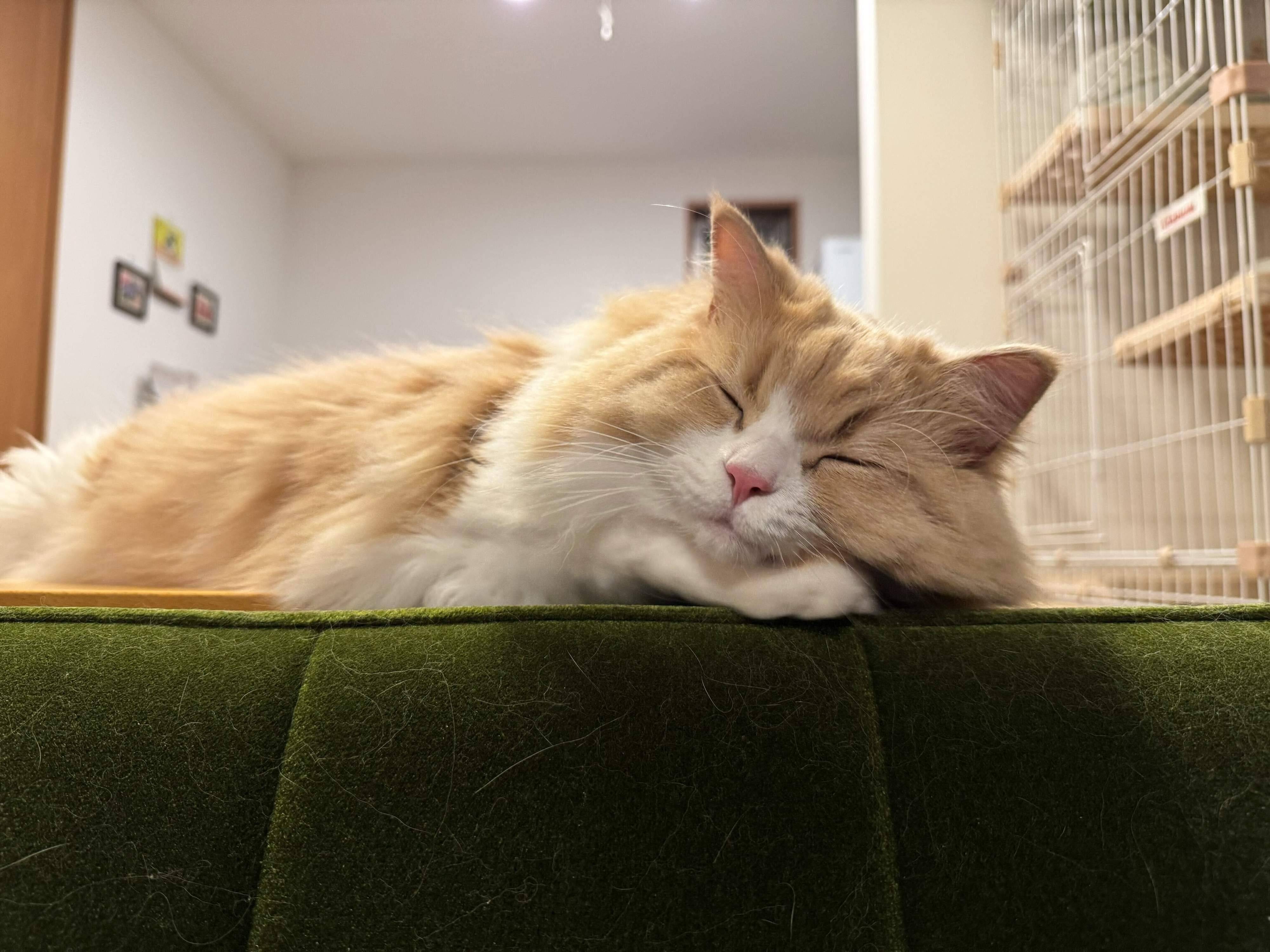 「パートナーとして長く一緒に過ごしていけたら」と飼い主さんが