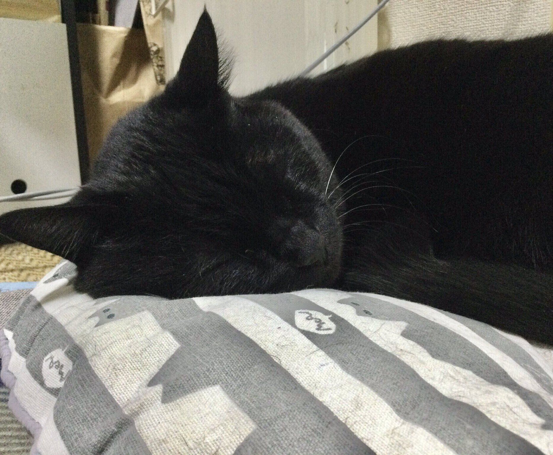 眠るにゃんきちくん