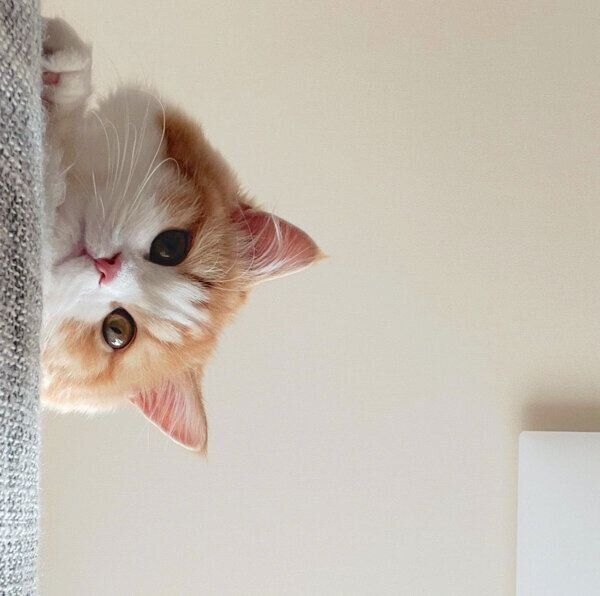 飼い主さんを見つめるなぎちゃん