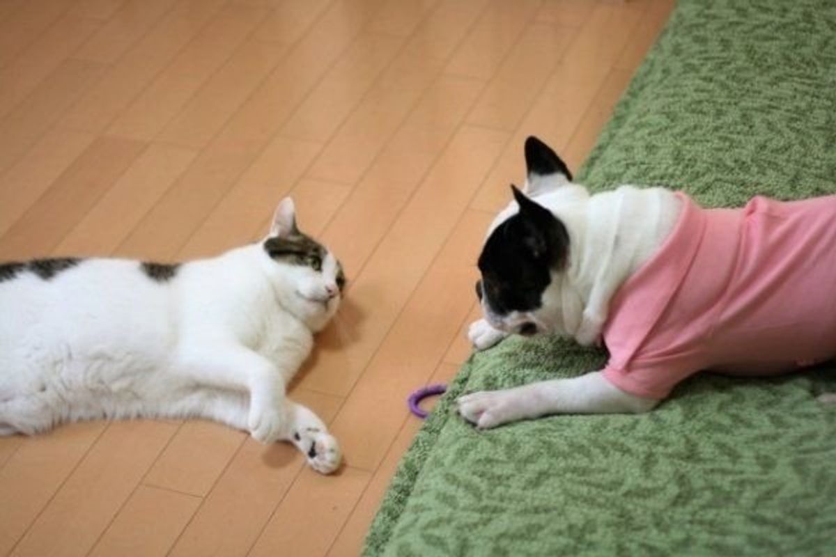 愛猫 愛犬の呼吸がおかしい 逆くしゃみ って一体なに 動物看護師が徹底解説 ねこのきもちweb Magazine 愛猫 愛犬の呼吸がおかしい 逆くしゃみ って一体なに 動物看護師が徹底解説 ねこのきもちweb Magazine