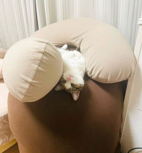 ヨギボーでくつろぐ琥太郎くん