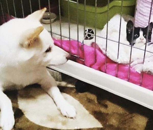 ゆずちゃんを見つめるかりんちゃん