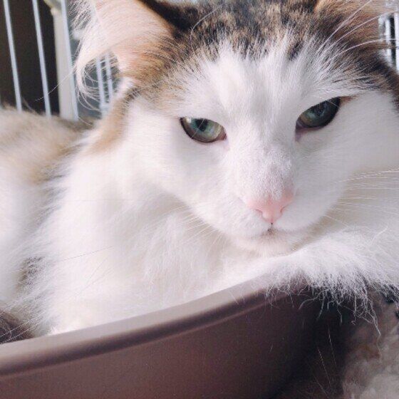 パッツン頭のルネくん（ノルウェージアンフォレストキャット）