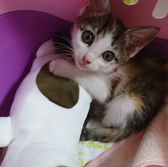 ミケのミッキーちゃん