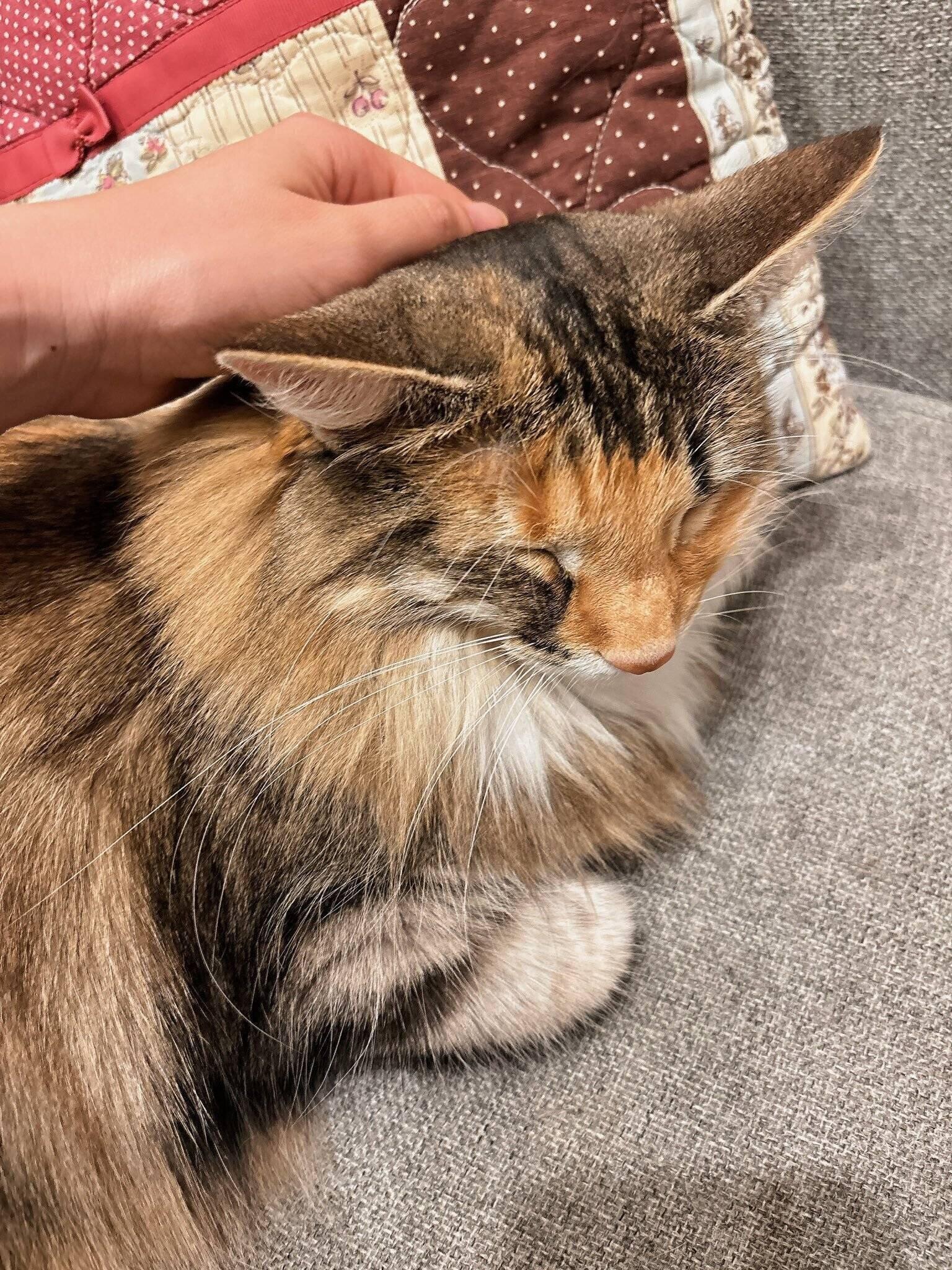 飼い主の隣に座るノルウェージャンフォレストキャット