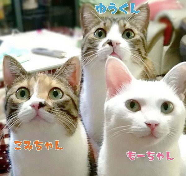 3匹の猫