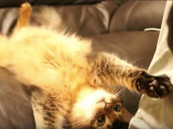 逆ギレニャンコ