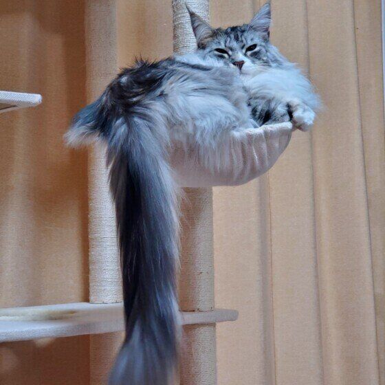 ながーいしっぽを垂らす銀太くん