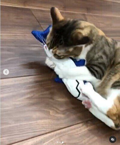 サメのけりぐるみを蹴る三毛猫のこむぎちゃん