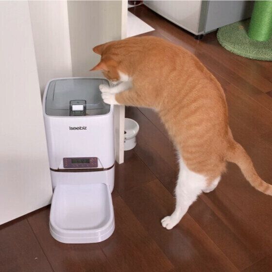 自動給餌器が気になる猫